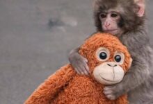 قلب قرد يوقظ إنسانيتنا المنسية