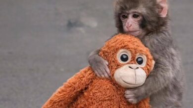 قلب قرد يوقظ إنسانيتنا المنسية